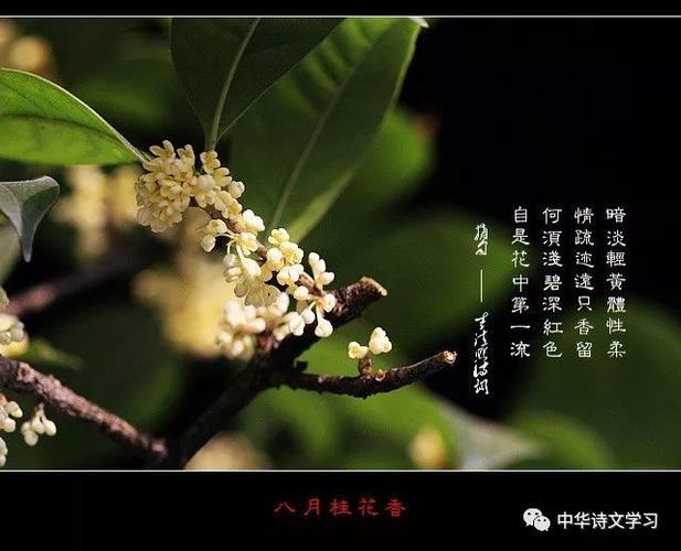 《咏桂》【宋】杨万里不是人间种,移从月里来.广寒香一点,吹得满山开.