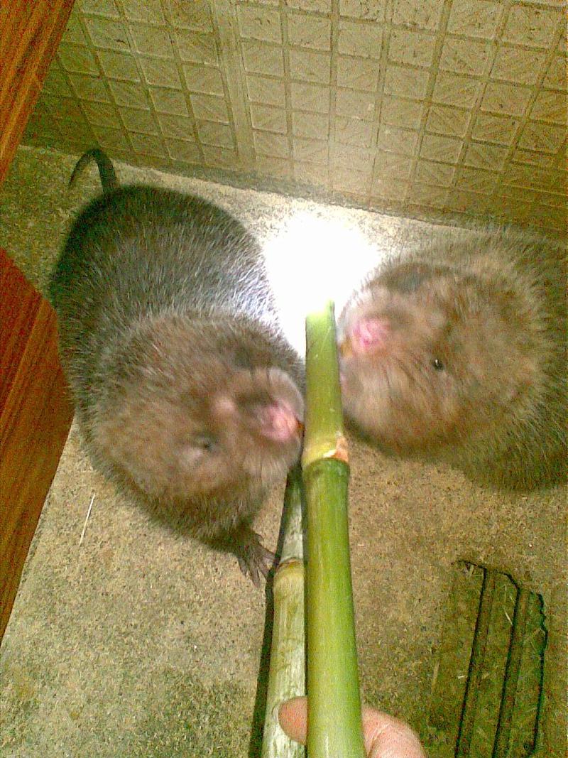 广东竹鼠养殖技术中心竹鼠的外形特征