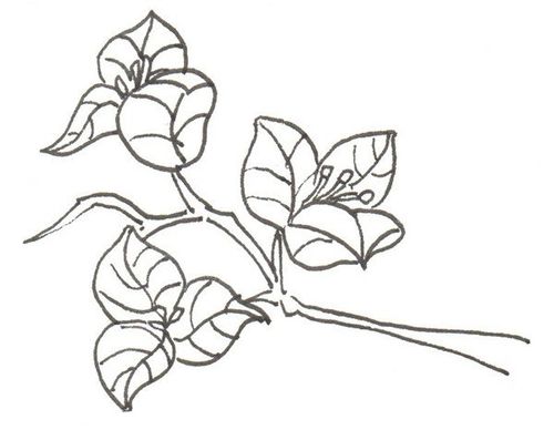 卡通画三角梅的绘画步骤