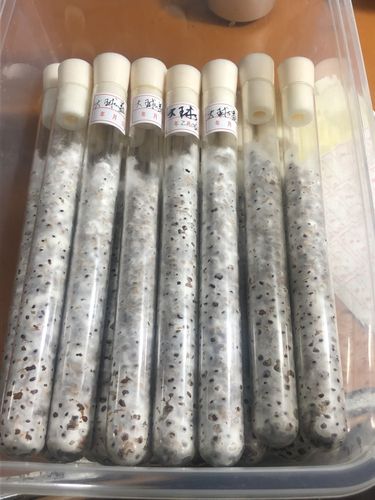 大球盖菇菌种 酒红色