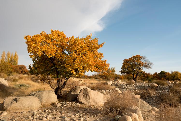 秋染新疆哈密庙尔沟