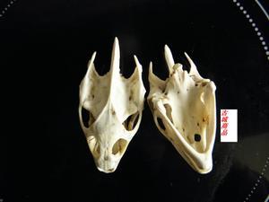 天然原色甲鱼头骨 老鳖骨 标本收藏 宝宝项坠辟邪汽车挂件饰品