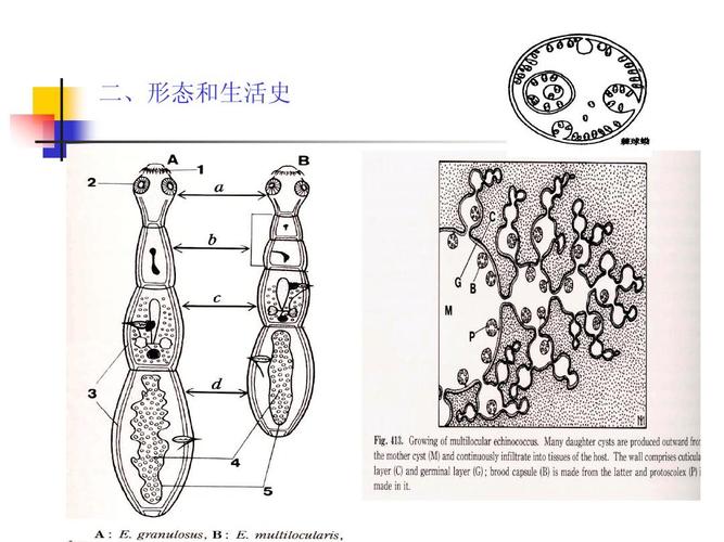 多房棘球绦虫ppt
