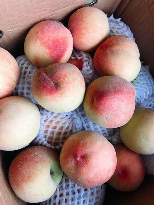 朋友分享了个水蜜桃一开始看到价格很便宜,以为水果可能是不好的.