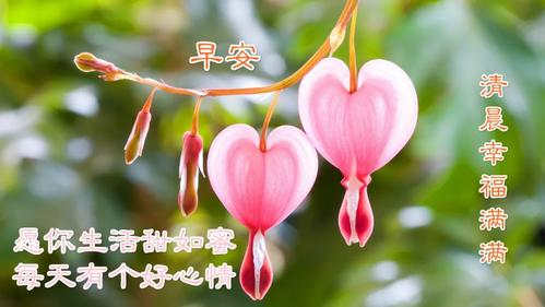 原创早上好问候语图片表情专辑早晨最经典的早安祝福语带图片