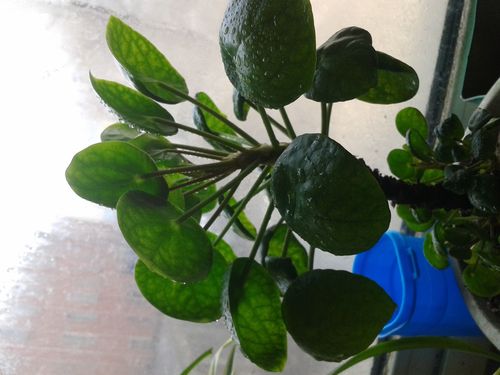 我有一盆花,叶子是绿色 圆形的,现在长的不怎么好,想知道怎么养它,谁