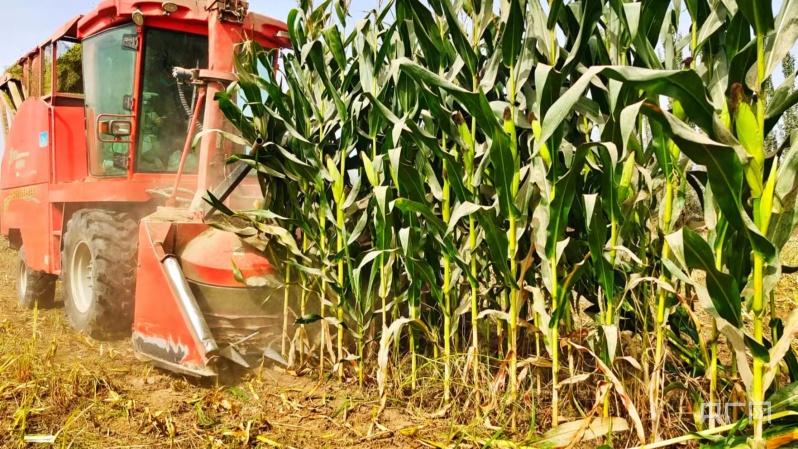 正在机械化收割玉米.央广网发