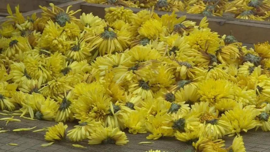 使品种从原先的一种发展到现在的多种 形成集种苗销售,菊花收购加工