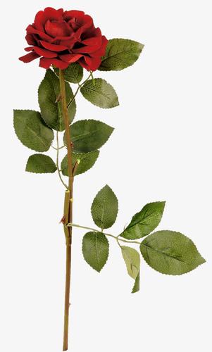 关键词 : 鲜花,红玫瑰,叶子,绿叶