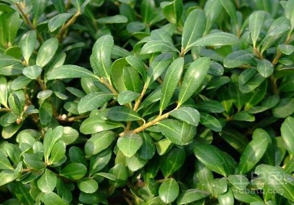【冬青叶图片】关于冬青叶的功效和作用