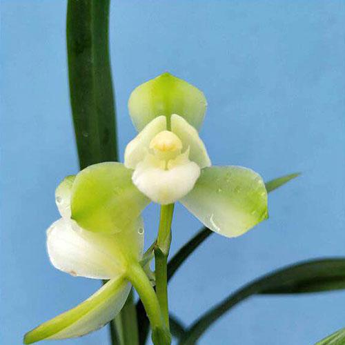 掌上明珠兰花花苗建兰花卉盆栽云端矮种四季数量花卉