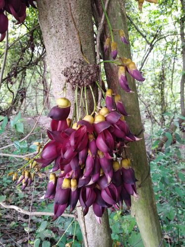 禾雀花(又名血藤花)