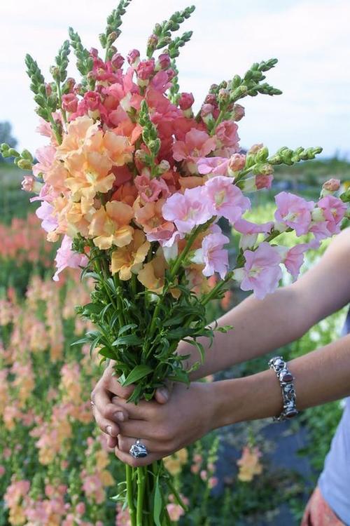 金鱼草 〈别称:龙头花〉花语:清.