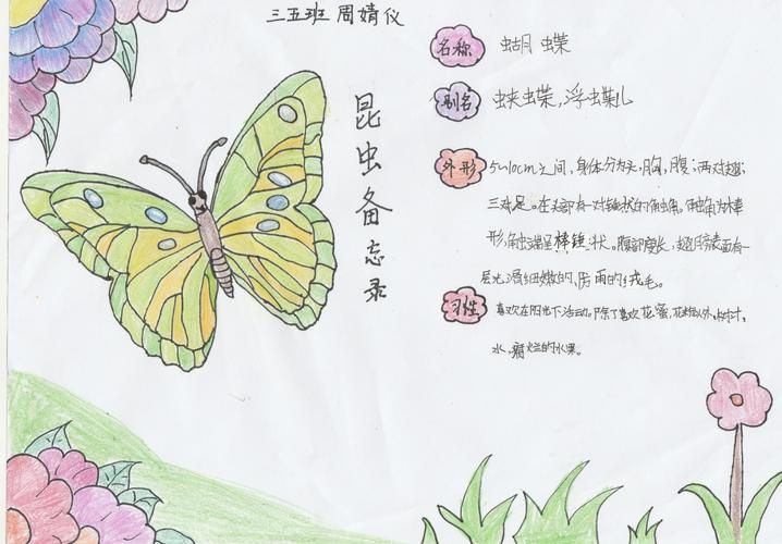 《昆虫记手抄报》,知识多多 ,创意多多!
