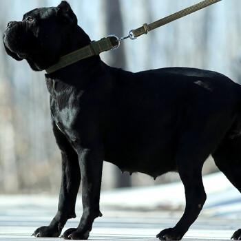 30天保障纯种宠物狗卡斯罗幼犬幼崽大型犬意大利卡斯罗犬宠物级母