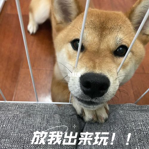 柴犬表情包_表情包_柴犬_搞笑_素材_表情包