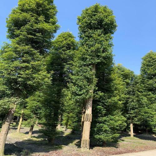 金丝楠木 小叶桢楠 楠木树基地直销 规格齐全 成活高量大从优
