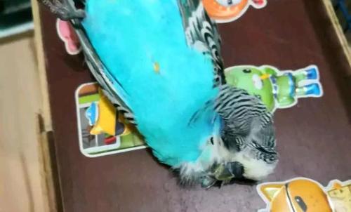 如果饲养者遇到鹦鹉在繁殖期暴毙的情况莫要放弃幼崽和蛋!