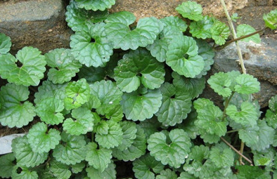 别名:大力草,耳挖草,金茶匙,大韩信草,顺经草,调羹草,红叶犁头尖