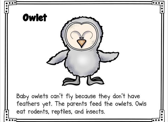 猫头鹰的一生,英语启蒙生命自然科学作业纸免费分享