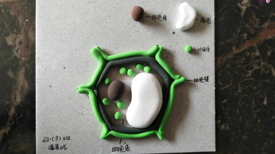 与动物细胞形成鲜明对比,棒棒哒