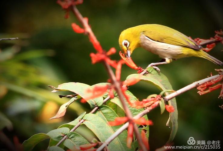 绣眼鸟一一可爱的小精灵