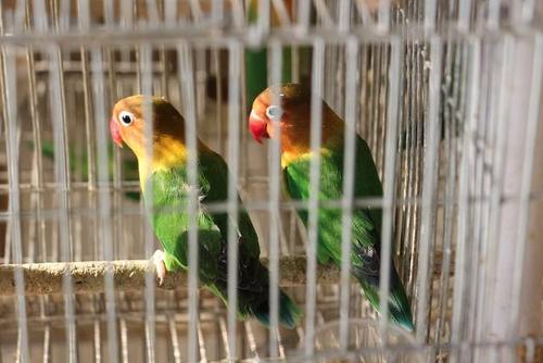 牡丹鹦鹉介绍及科学饲料