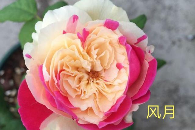 漂亮的玉兔/优雅长裙/玉兔:株高120厘米,花径儿厘米以上,粉色浓香,多