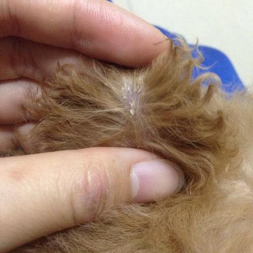 狗狗身上有多少种虫?教你轻松驱除体内外寄生虫!