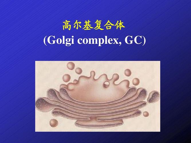 第六章 高尔基体 gc