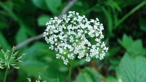 首页 植物物种卡 草本 > 正文       种名(中): 蛇床子 学名(拉丁)