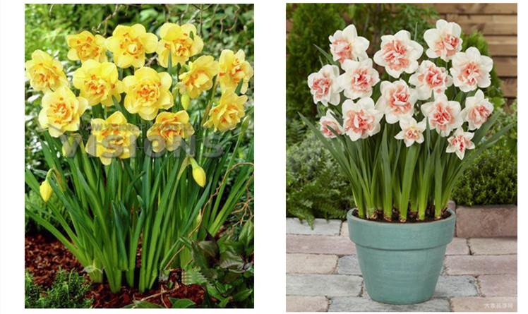 进口盆栽洋水仙种球室内花卉秋冬开花适合土培新手易种