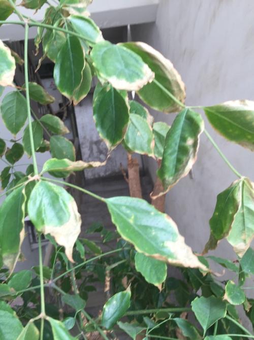 请问,图中植物叶子为什么会变黄色