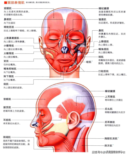 头颈部的肌肉解剖图