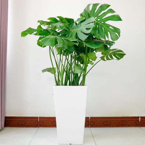 龟背竹大盆栽室内好养客厅老桩大型绿植四季常青水培植物水养桌面