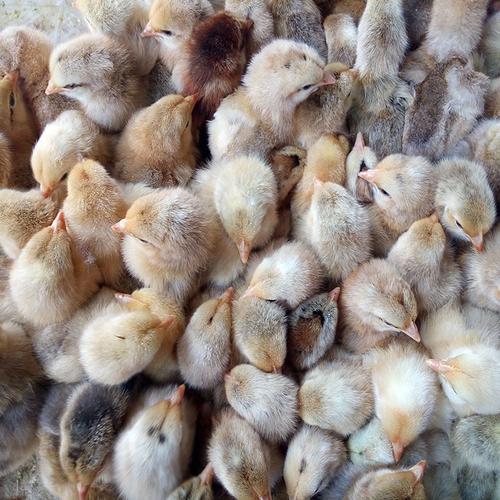 芦花鸡苗快大肉鸡苗三黄鸡苗麻鸡苗珍珠鸡苗乌鸡苗苗