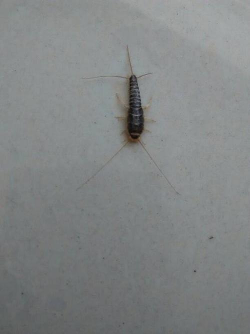 一种无翅昆虫,也是缨尾目衣鱼科昆虫的通称,一类较原始的无翅小型昆虫