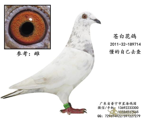 出售一羽2011年苍白参赛花鸽-雌 谢谢关注!(已售出)