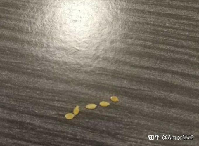 绦虫节片(虫卵)