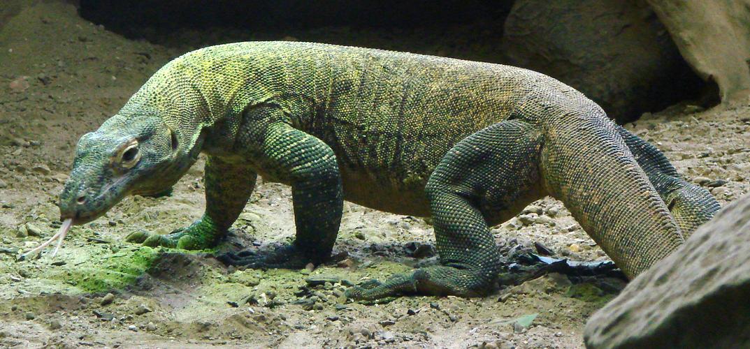 a captive komodo dragon