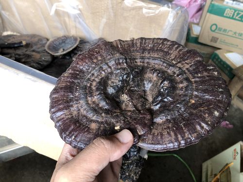 广西贵州野生黑灵芝紫灵芝仙草