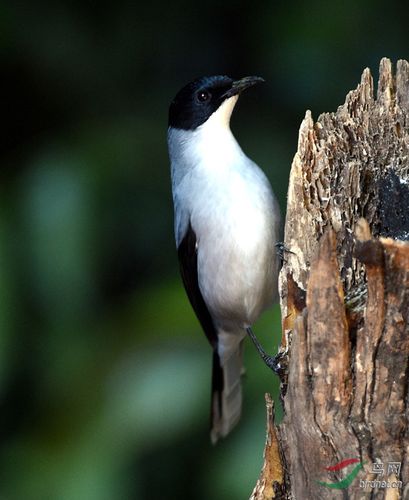 黑头奇鹛 - 四川版 sichuan 鸟网