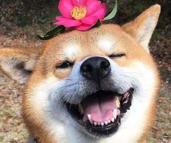 表情包 | 蠢萌的小柴