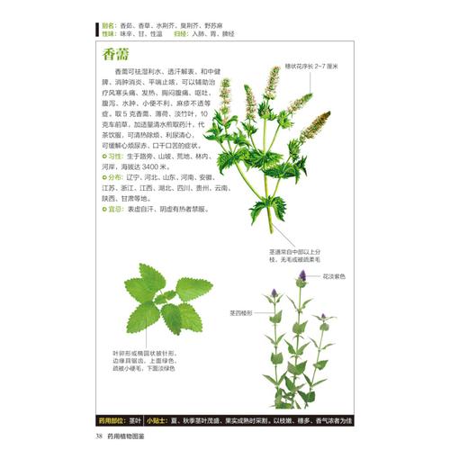 合会药膳食疗研究专业委员会副会长,中华中医药学会营养药膳专家分会