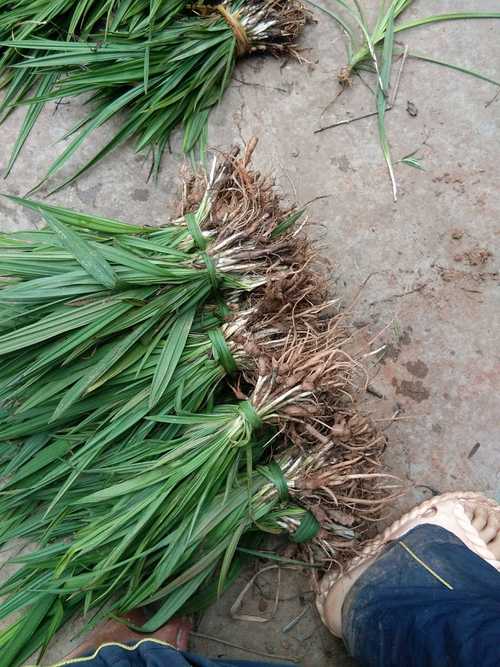 四川野生独脚仙茅地棕根新鲜现挖全草带根可做种苗泡酒一斤包邮