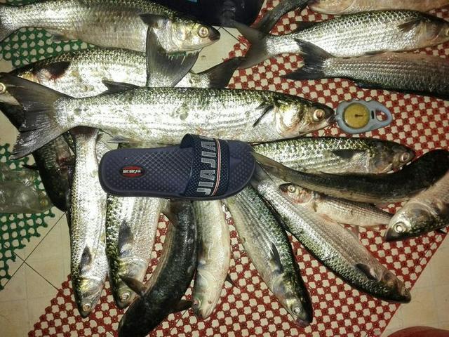 钓乌头鱼,做好这几件事,就算鱼口再难抓,钓到鱼也不太难