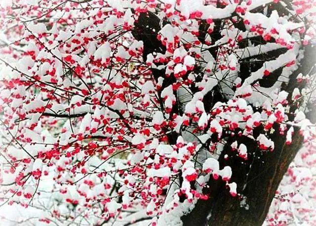 风雪,触手不可及春已半风雪加剧雪立体风具象触手却不可及梦真实景