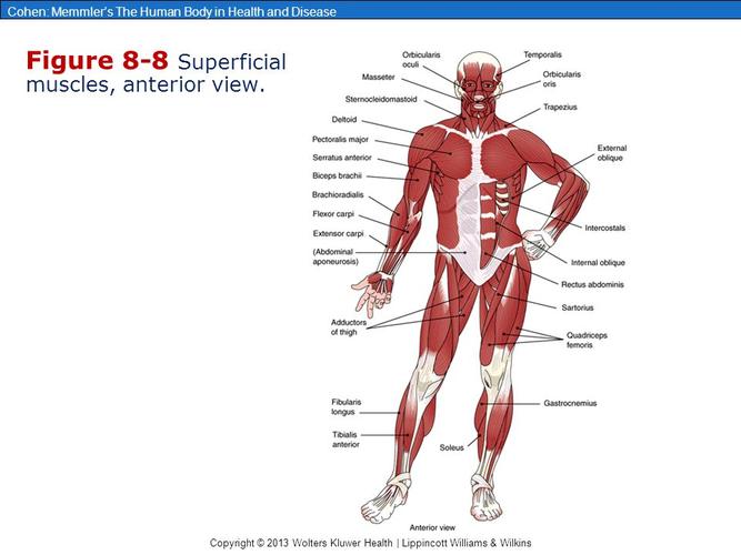 near the skull"s templesizegluteus maximus; the largestshape