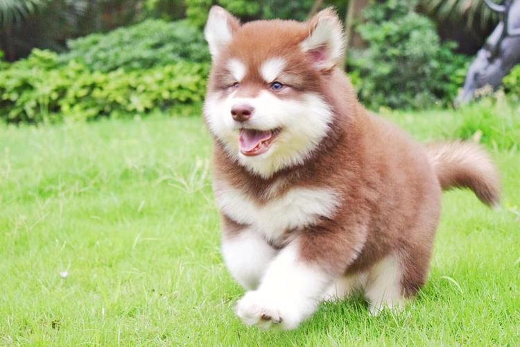 熊版红十字阿拉斯加雪橇犬