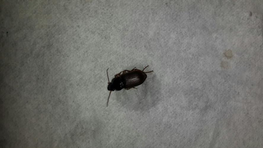 家里出现一些这样的虫子请问是什么